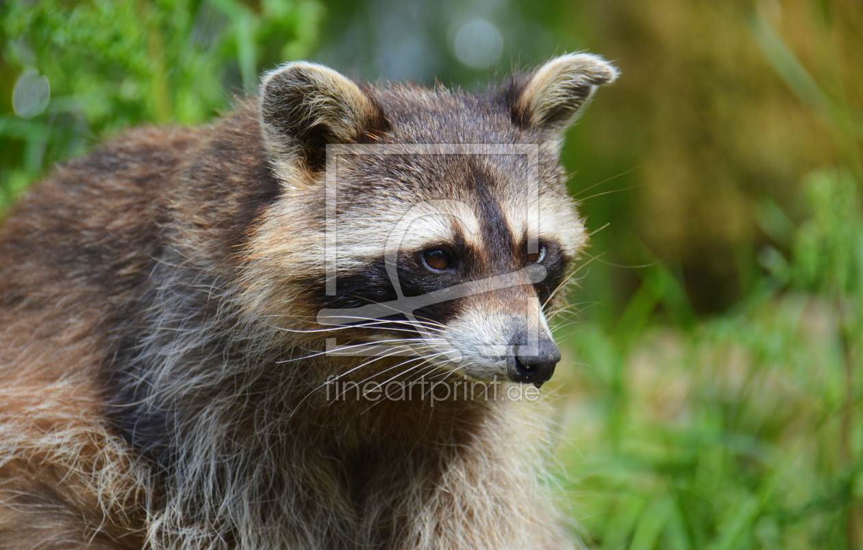 Bild-Nr.: 11931470 Waschbär erstellt von GUGIGEI