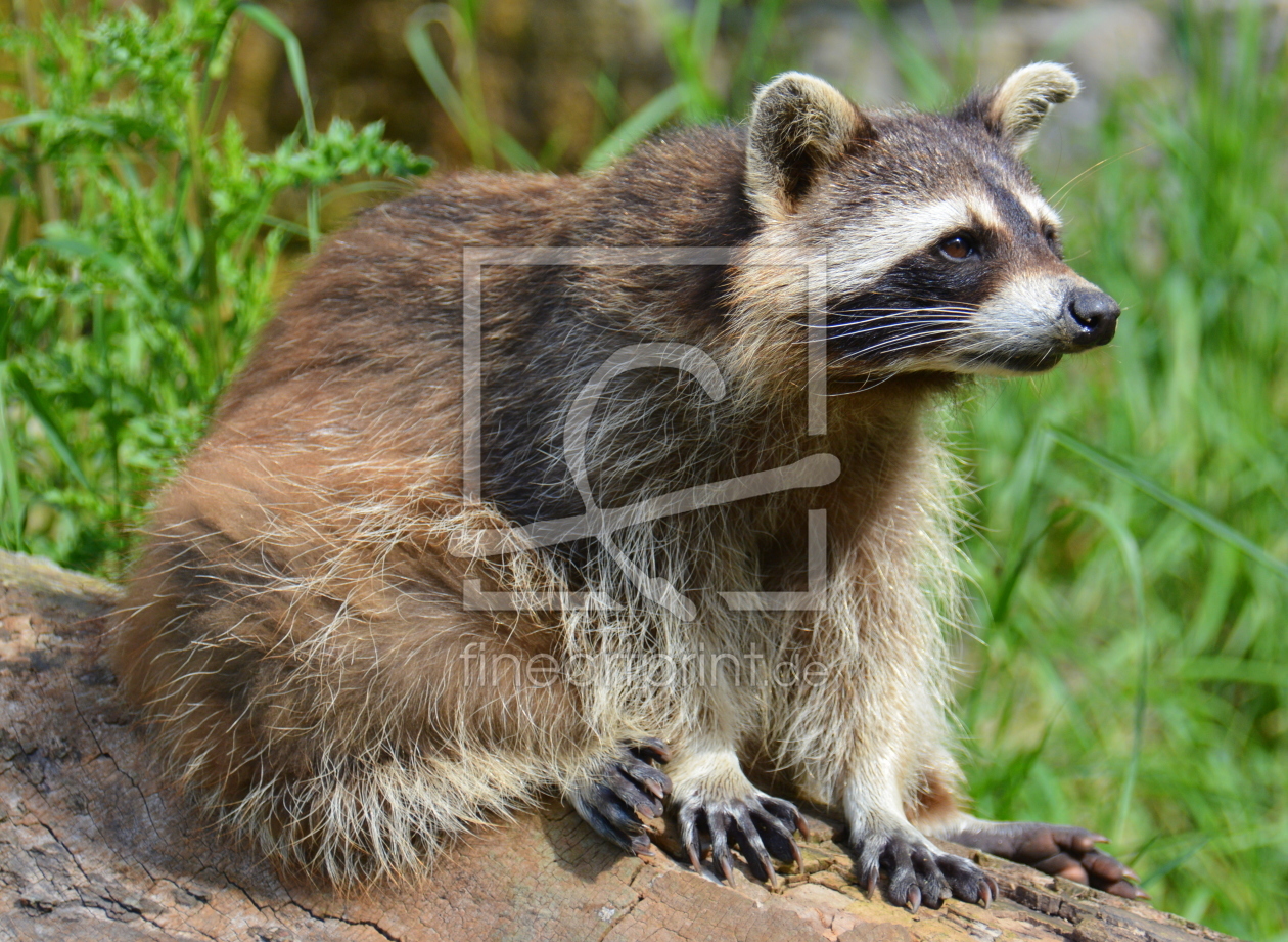 Bild-Nr.: 11931472 Waschbär erstellt von GUGIGEI