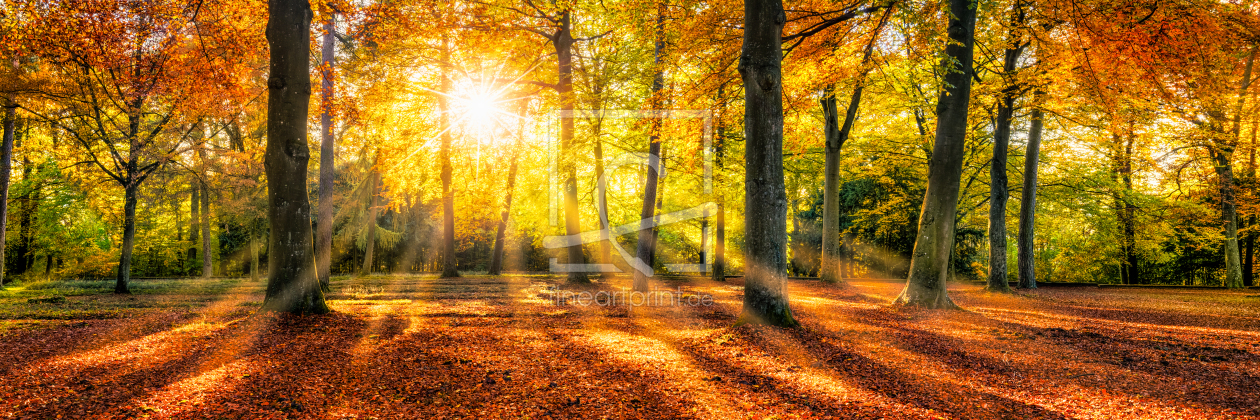 Bild-Nr.: 11931643 Herbstlicher Buchenwald im Sonnenlicht erstellt von eyetronic