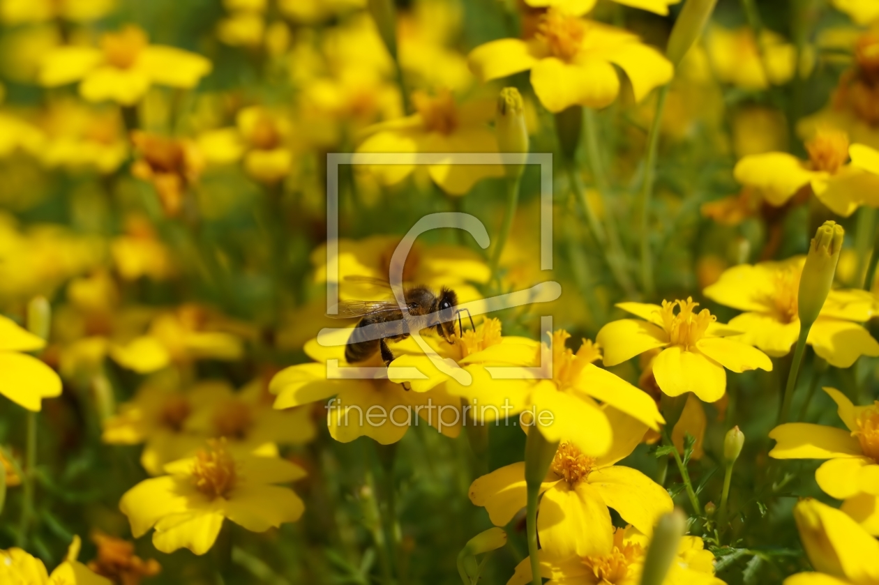 Bild-Nr.: 11931699 Biene auf Tagetes erstellt von MoNoir