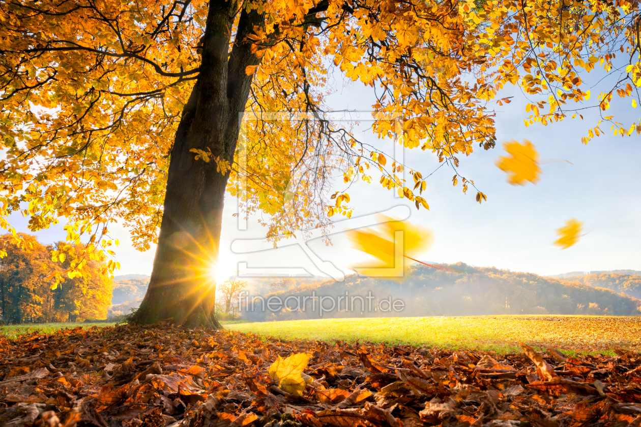 Bild-Nr.: 11931703 Goldener Herbst erstellt von eyetronic