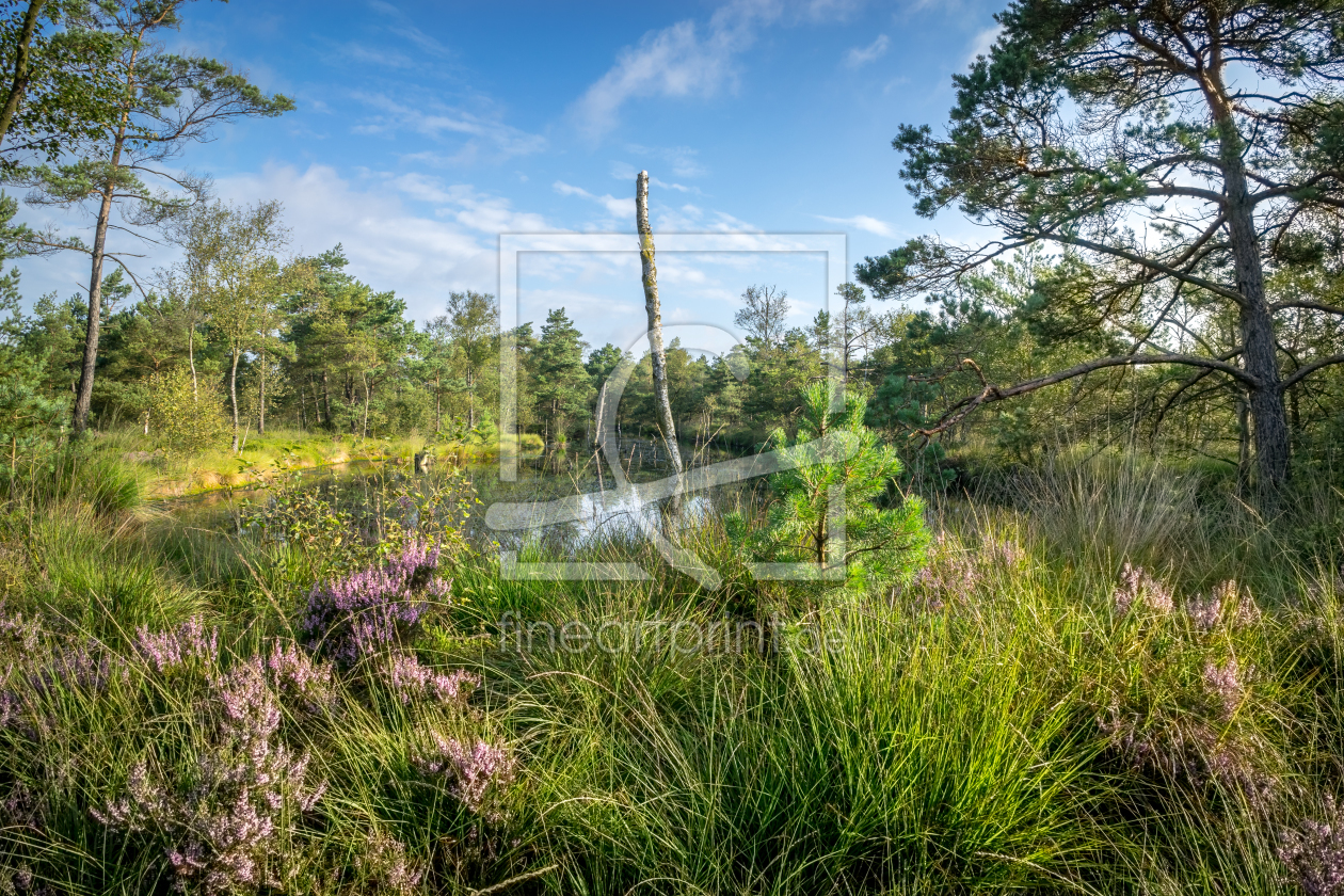 Bild-Nr.: 11931762 Gras und Heide im Moor erstellt von Steffen Henze