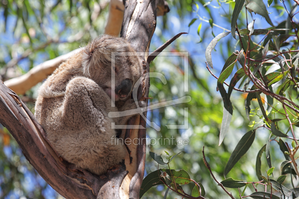 Bild-Nr.: 11931840 Koala erstellt von DirkR