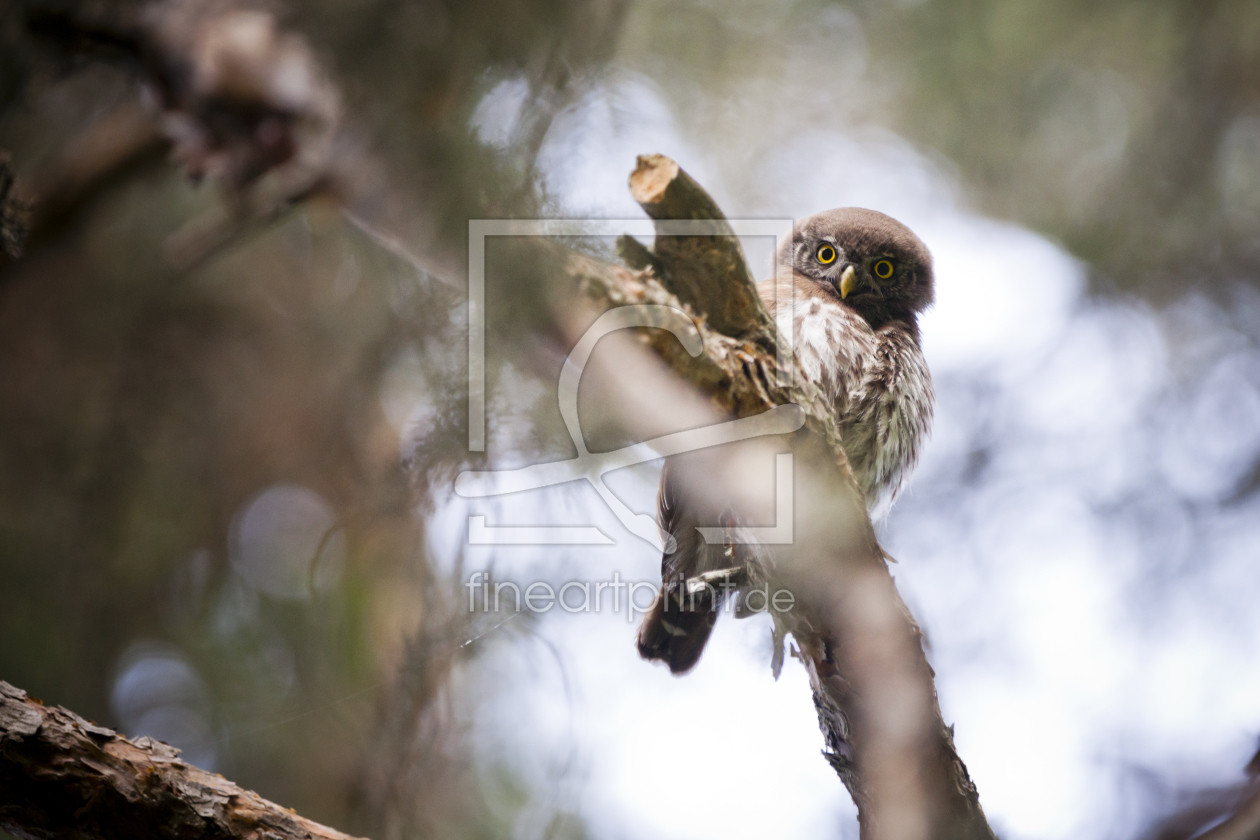 Bild-Nr.: 11931854 Little Watchman erstellt von Tobias Roetsch