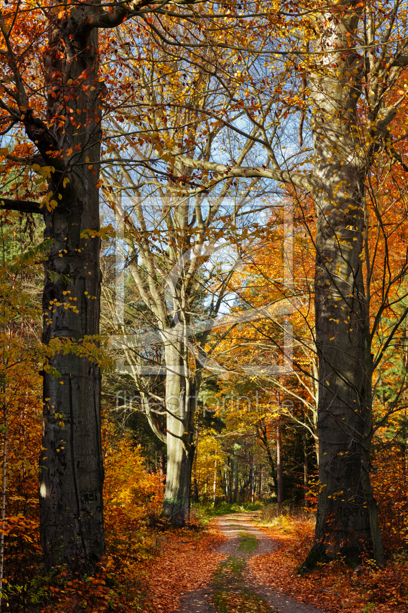 Bild-Nr.: 11931856 Autumn Gate erstellt von Tobias Roetsch