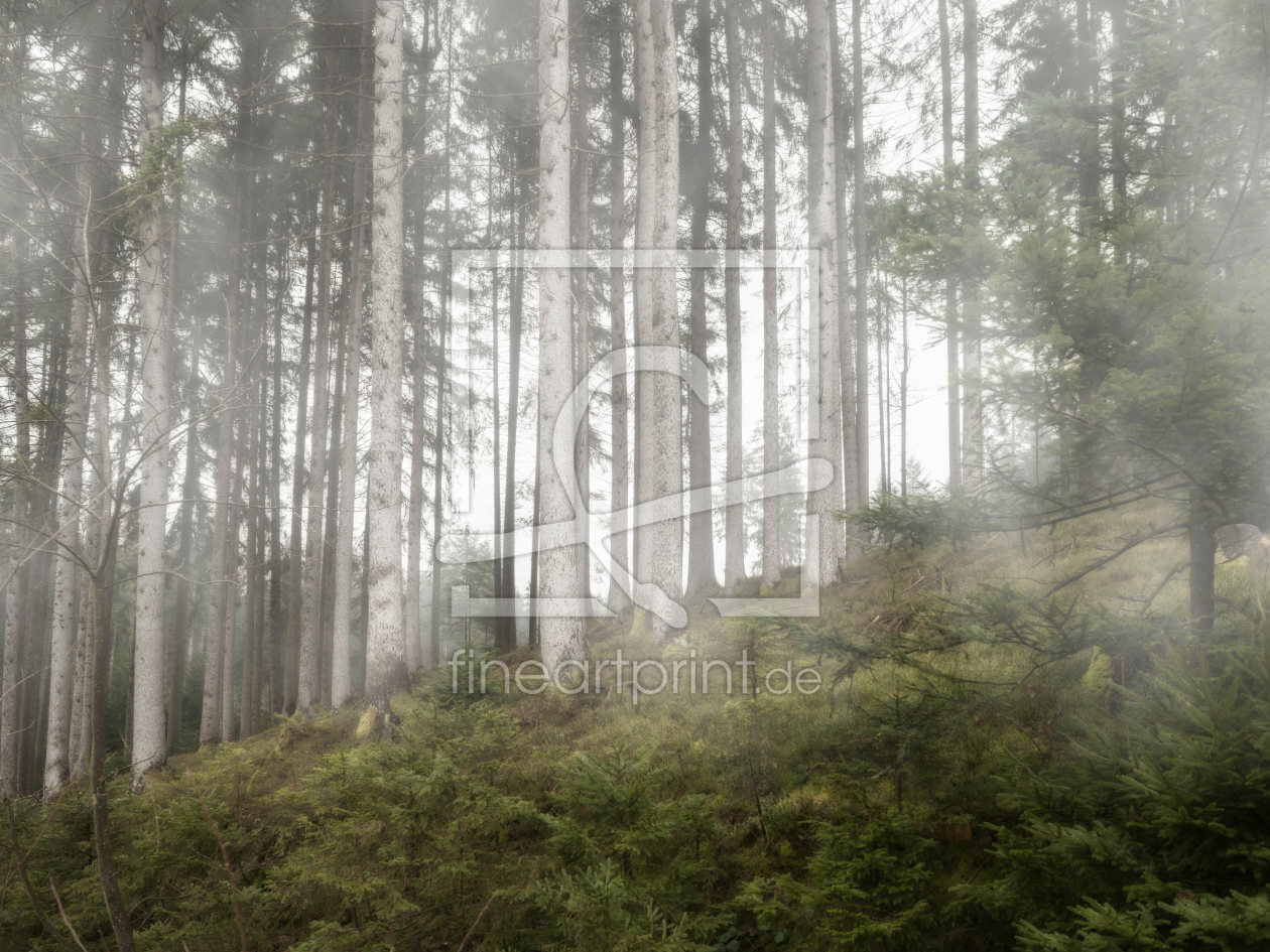 Bild-Nr.: 11931916 Nebel im Wald erstellt von SandraFotodesign