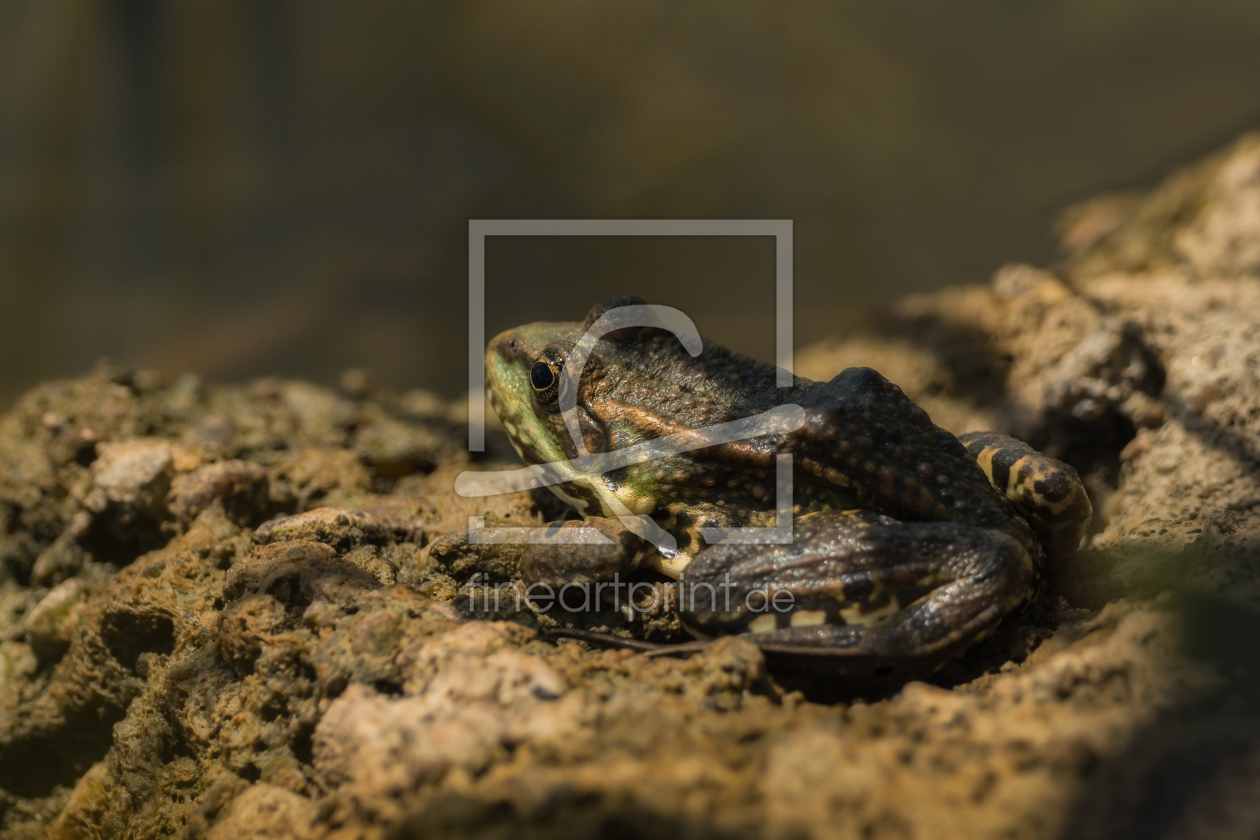 Bild-Nr.: 11931917 Frosch sitzt in der Sonne erstellt von SandraFotodesign