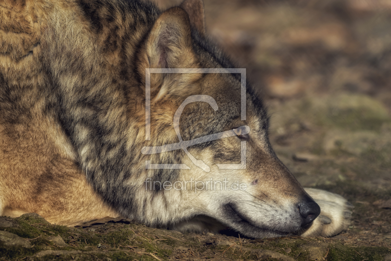 Bild-Nr.: 11931925 Wolf  erstellt von SandraFotodesign