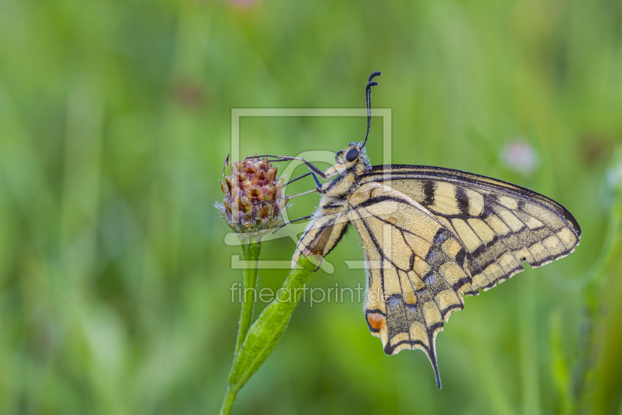 Bild-Nr.: 11931929 Papilio machaon erstellt von Ursula  Di Chito