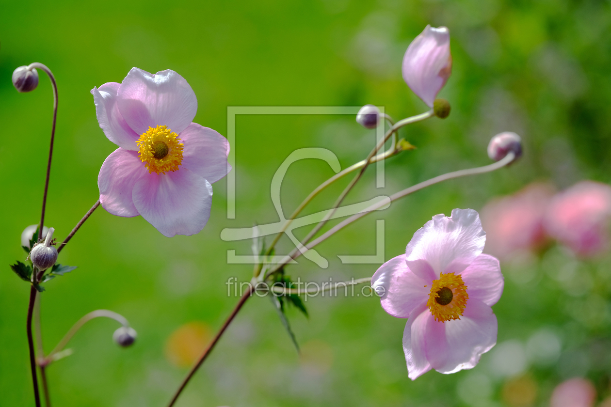 Bild-Nr.: 11932178 Sommer und Herbst im Bild erstellt von Ostfriese