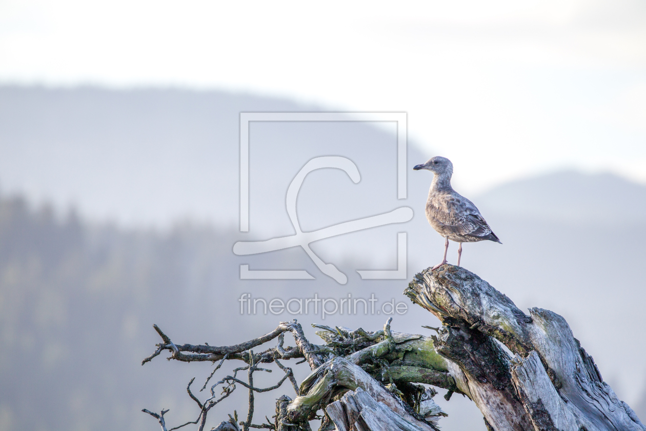 Bild-Nr.: 11932453 Beringmöwe erstellt von DirkR