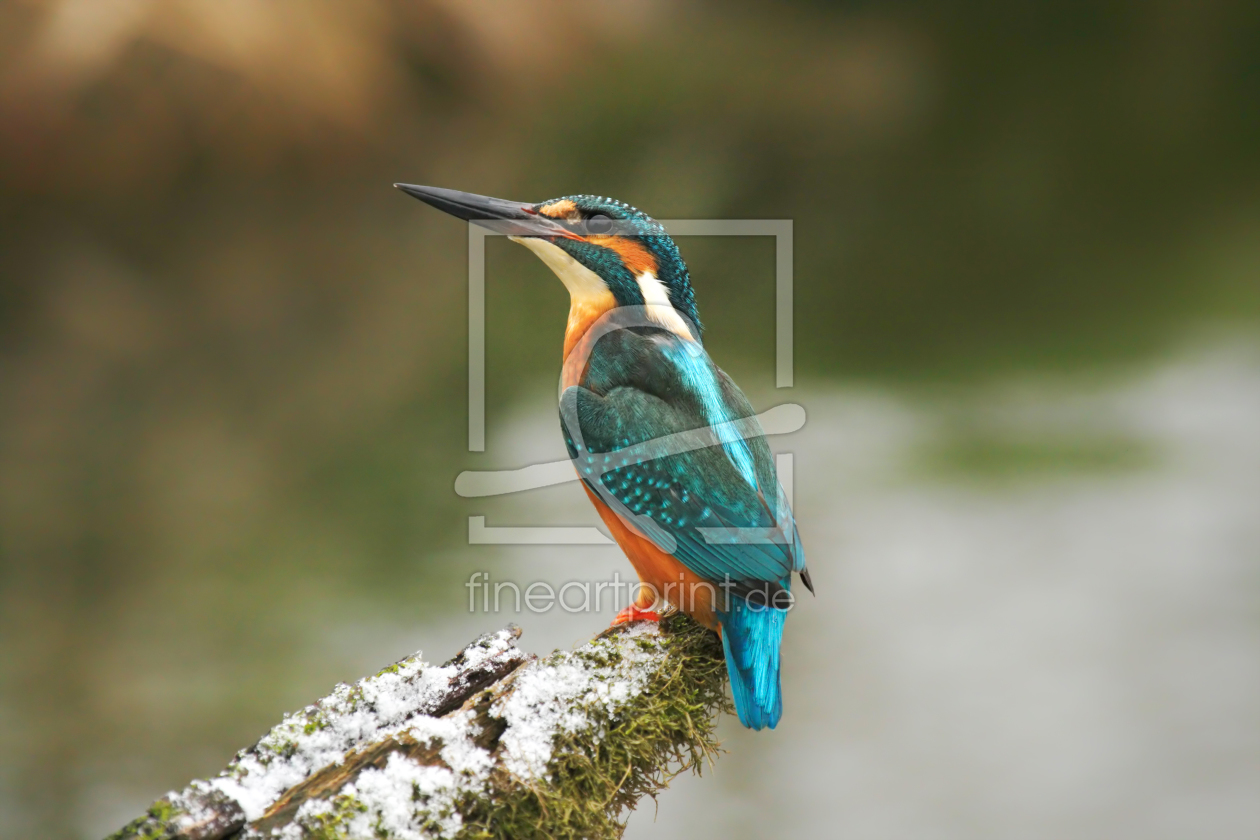 Bild-Nr.: 11932455 Eisvogel erstellt von DirkR