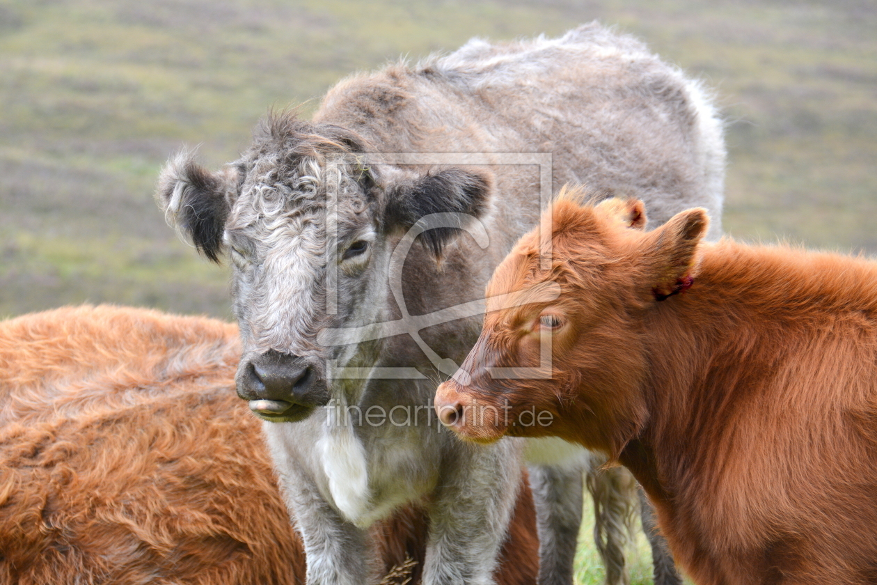 Bild-Nr.: 11932509 Highlander erstellt von GUGIGEI