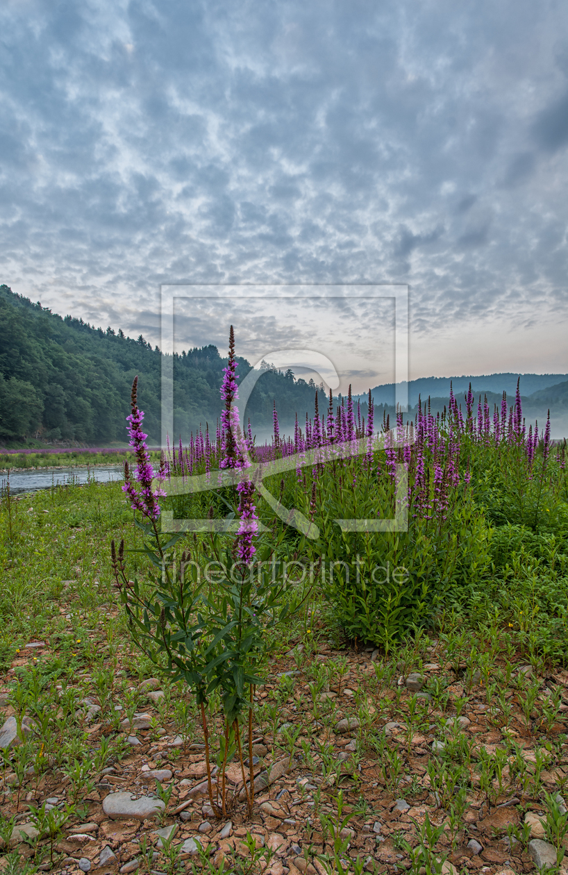 Bild-Nr.: 11933825 Blutweiderich Bild-Nr.: 11933825 Blutweiderich erstellt von KundenNr-270293