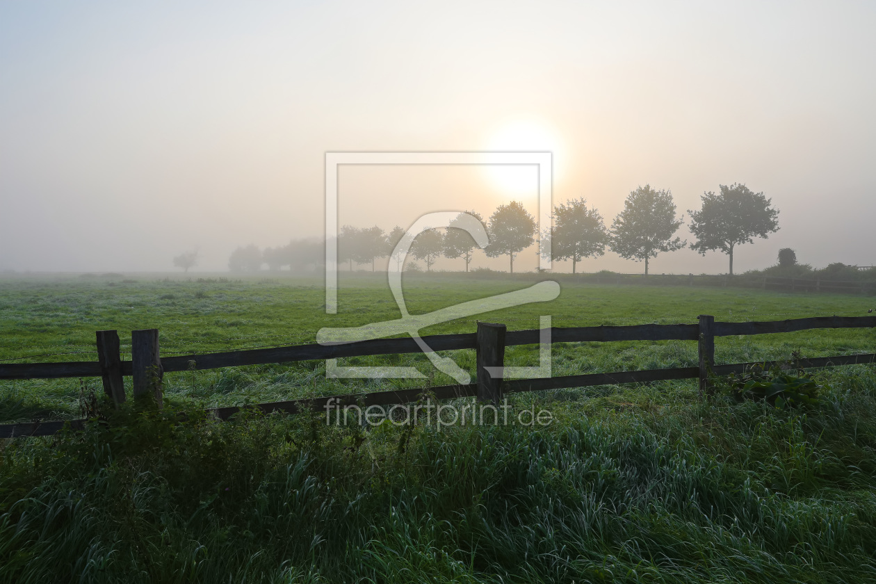 Bild-Nr.: 11933924 Am Morgen an der Weide erstellt von falconer59