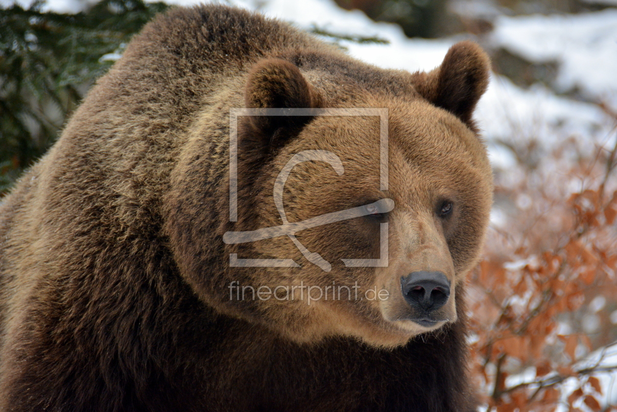 Bild-Nr.: 11934035 Braunbär erstellt von GUGIGEI