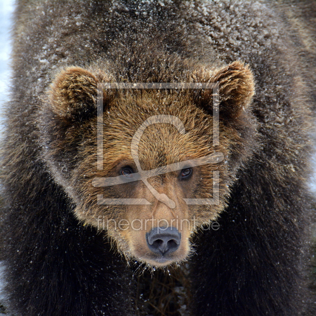 Bild-Nr.: 11934036 junger Braunbär erstellt von GUGIGEI