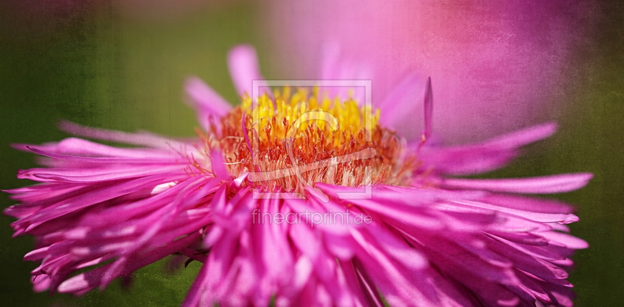 Bild-Nr.: 11934239 Pink Bild-Nr.: 11934239 Pink erstellt von youhaveadream