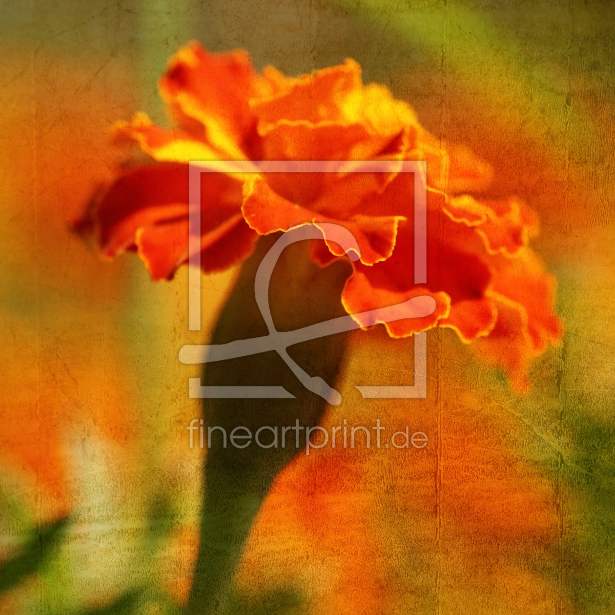 Bild-Nr.: 11934523 Studentenblume Bild-Nr.: 11934523 Studentenblume erstellt von youhaveadream