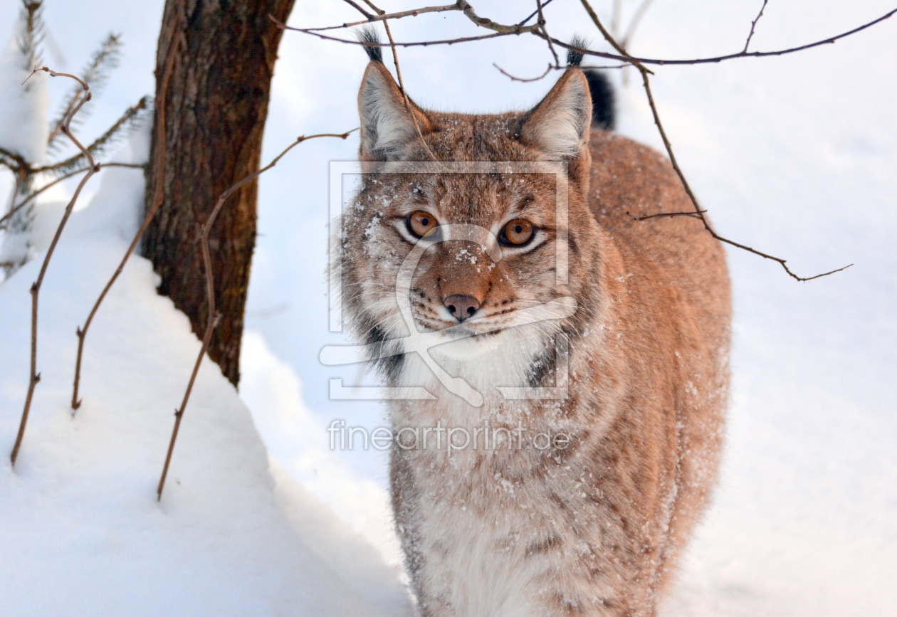 Bild-Nr.: 11934834 Der Luchs erstellt von GUGIGEI