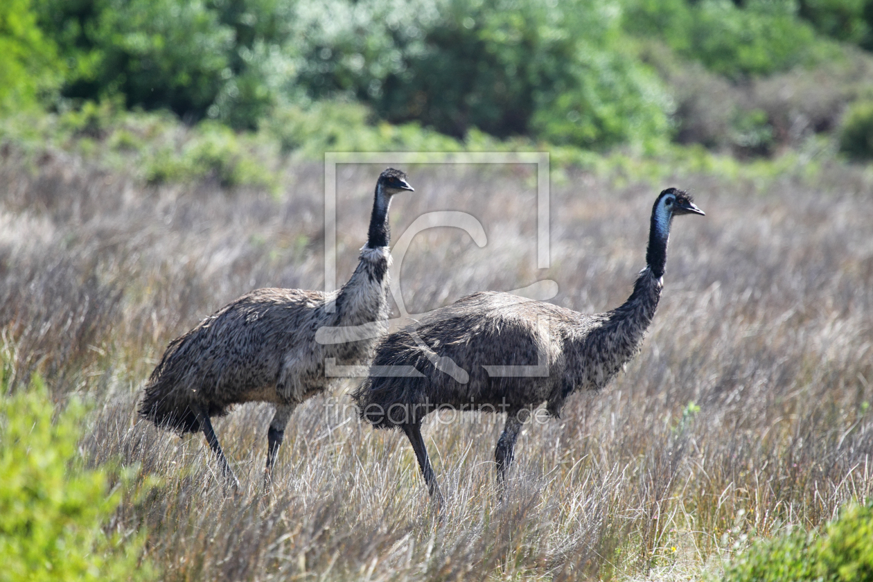 Bild-Nr.: 11934881 Zwei Emus erstellt von DirkR
