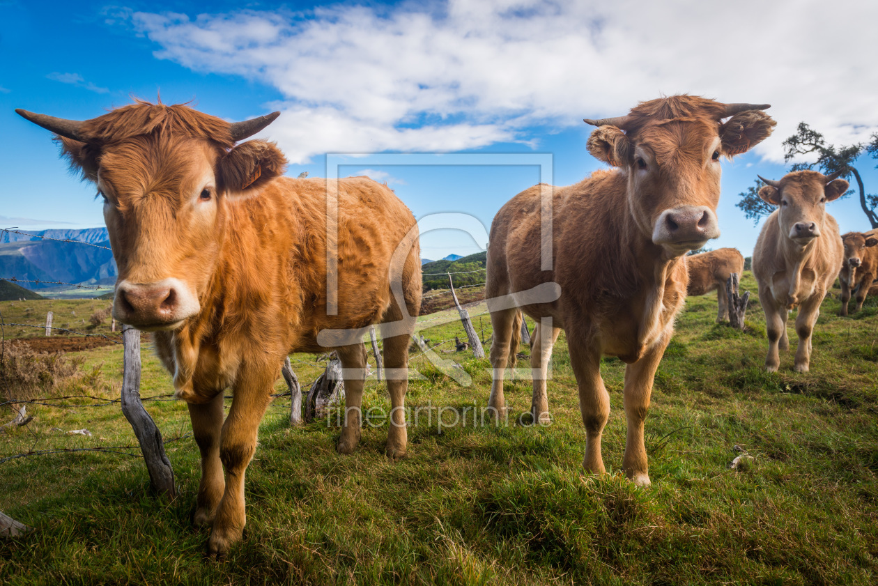 Bild-Nr.: 11935388 Kühe auf der Weide erstellt von orxy