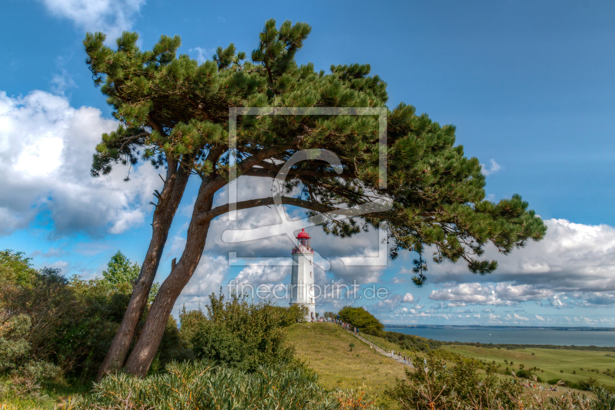 Bild-Nr.: 11935652 Windflüchter Bild-Nr.: 11935652 Windflüchter erstellt von uwekantz