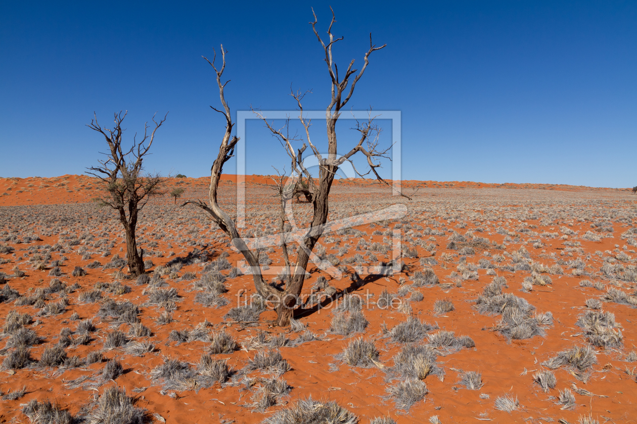 Bild-Nr.: 11936165 Namibia - Baum in der Wüste erstellt von mrueede