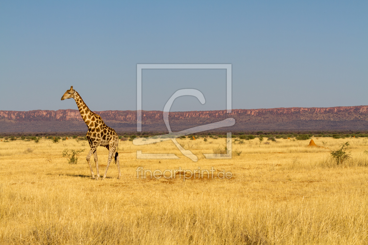 Bild-Nr.: 11936166 Namibia - Giraffe im Grasland erstellt von mrueede