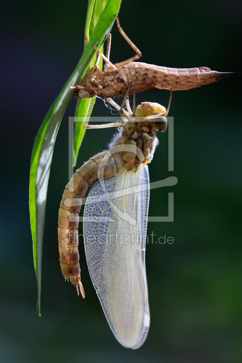 Bild-Nr.: 11936638 Metamorphose erstellt von Henry