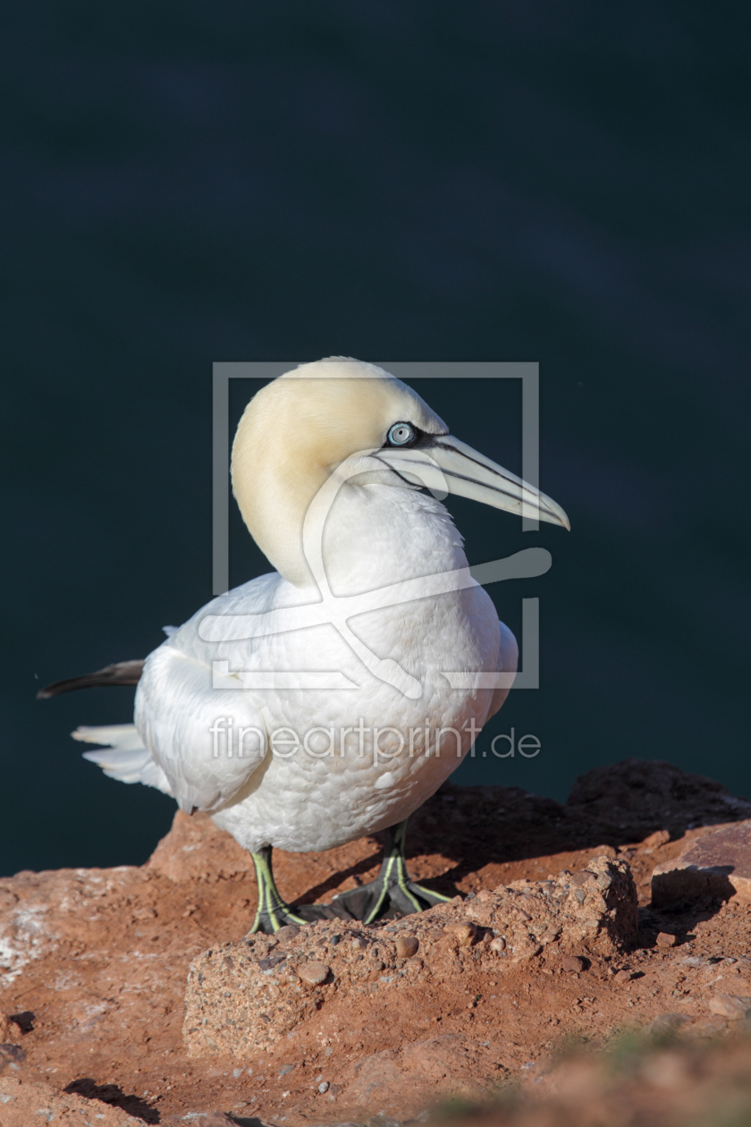 Bild-Nr.: 11937526 Basstölpel auf Helgoland erstellt von DirkR