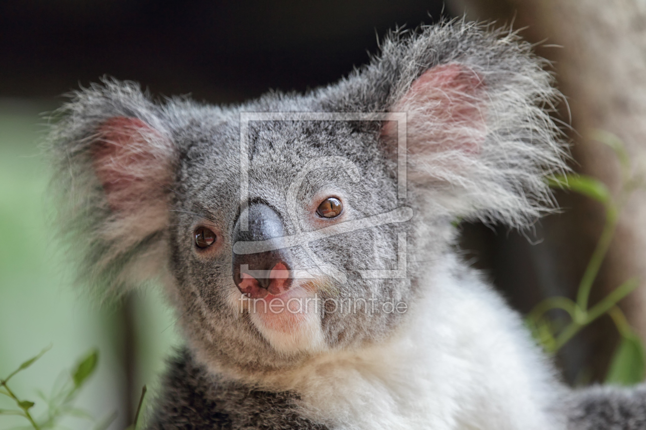 Bild-Nr.: 11937959 Koala erstellt von DirkR