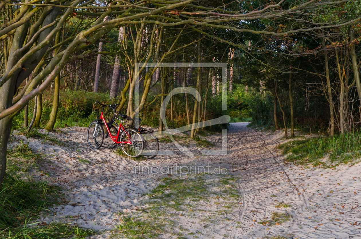 Bild-Nr.: 11938153 Darsser Wald erstellt von Steffen Gierok