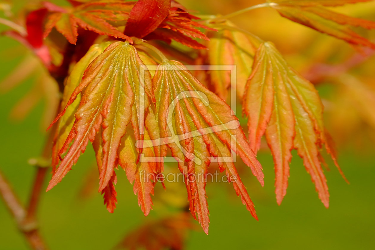 Bild-Nr.: 11938534 Herbstlaub erstellt von Ostfriese