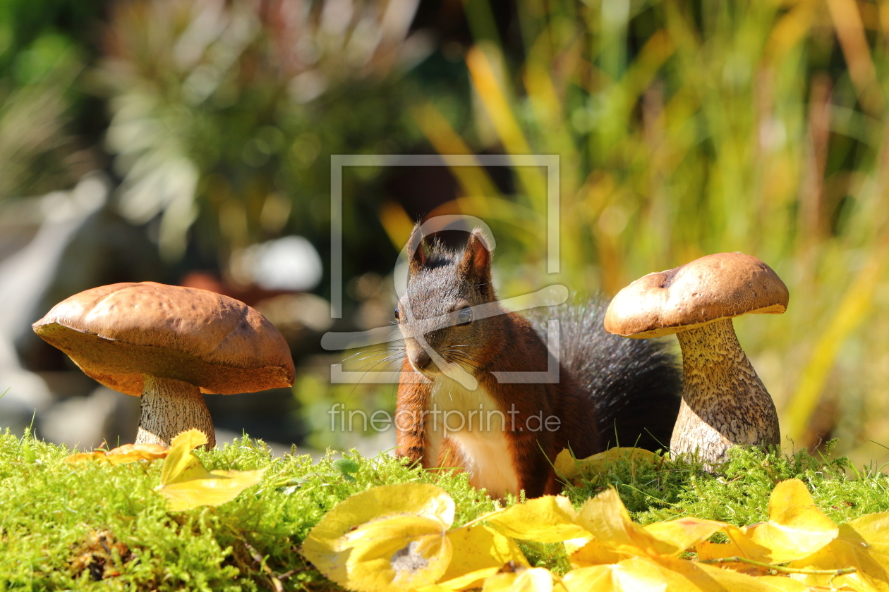 Bild-Nr.: 11938844 Eichhörnchen bei der Futtersuche erstellt von Uwe Fuchs