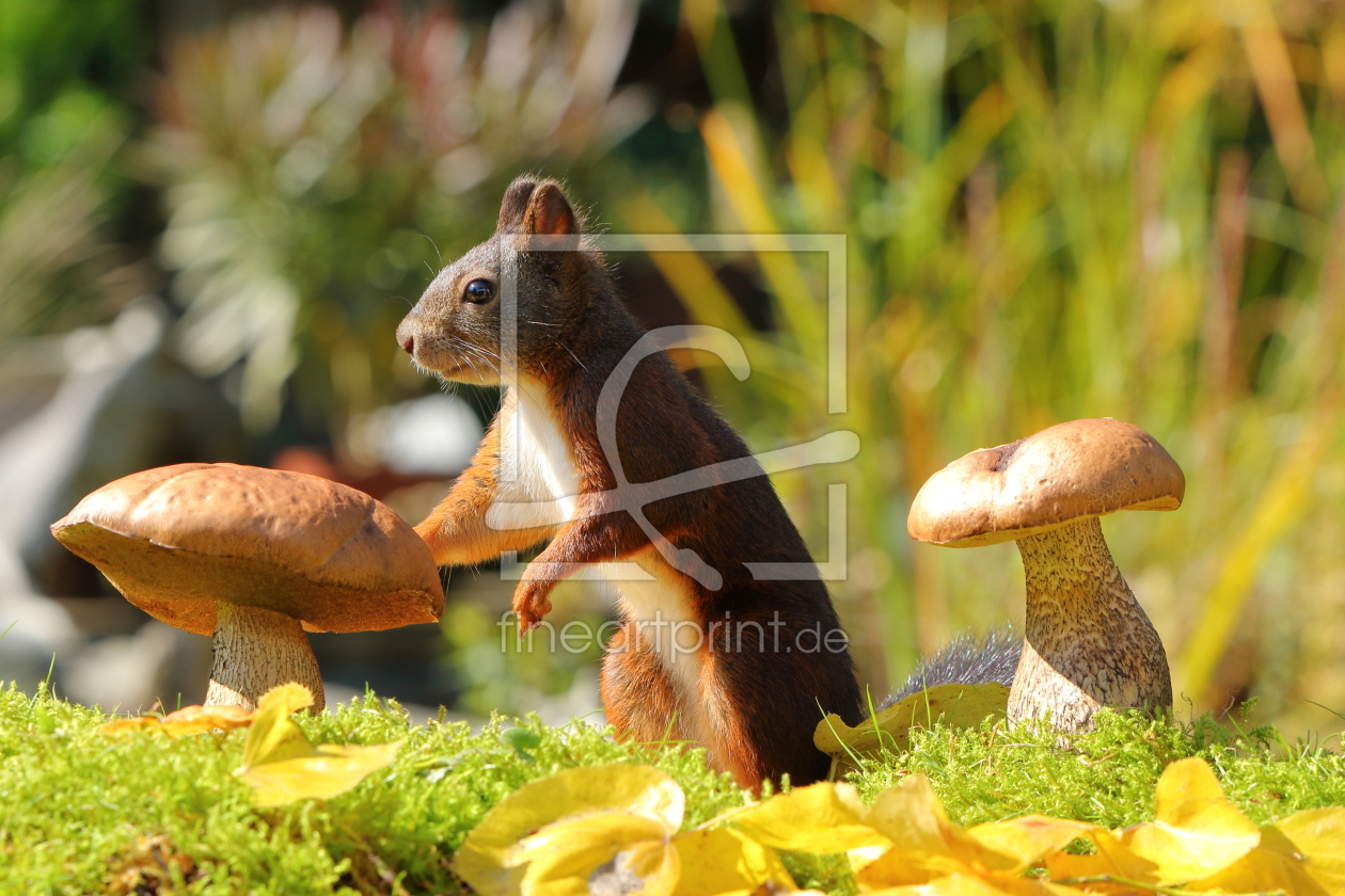 Bild-Nr.: 11938852 Eichhörnchen bei der Futtersuche II erstellt von Uwe Fuchs