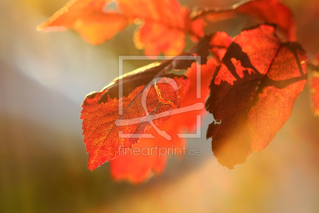 Bild-Nr.: 11939035 Herbstboten erstellt von Ostfriese