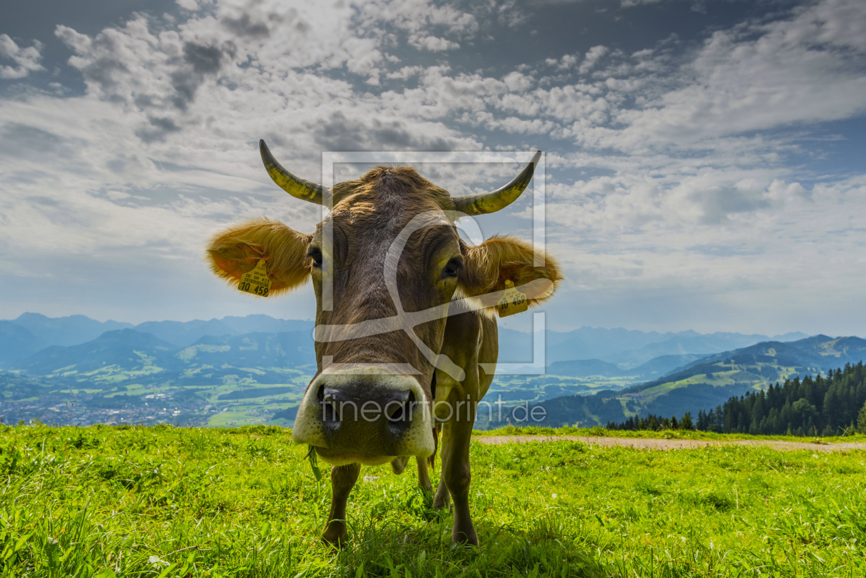 Bild-Nr.: 11939103 Kuh im Allgäu erstellt von Walter G. Allgöwer