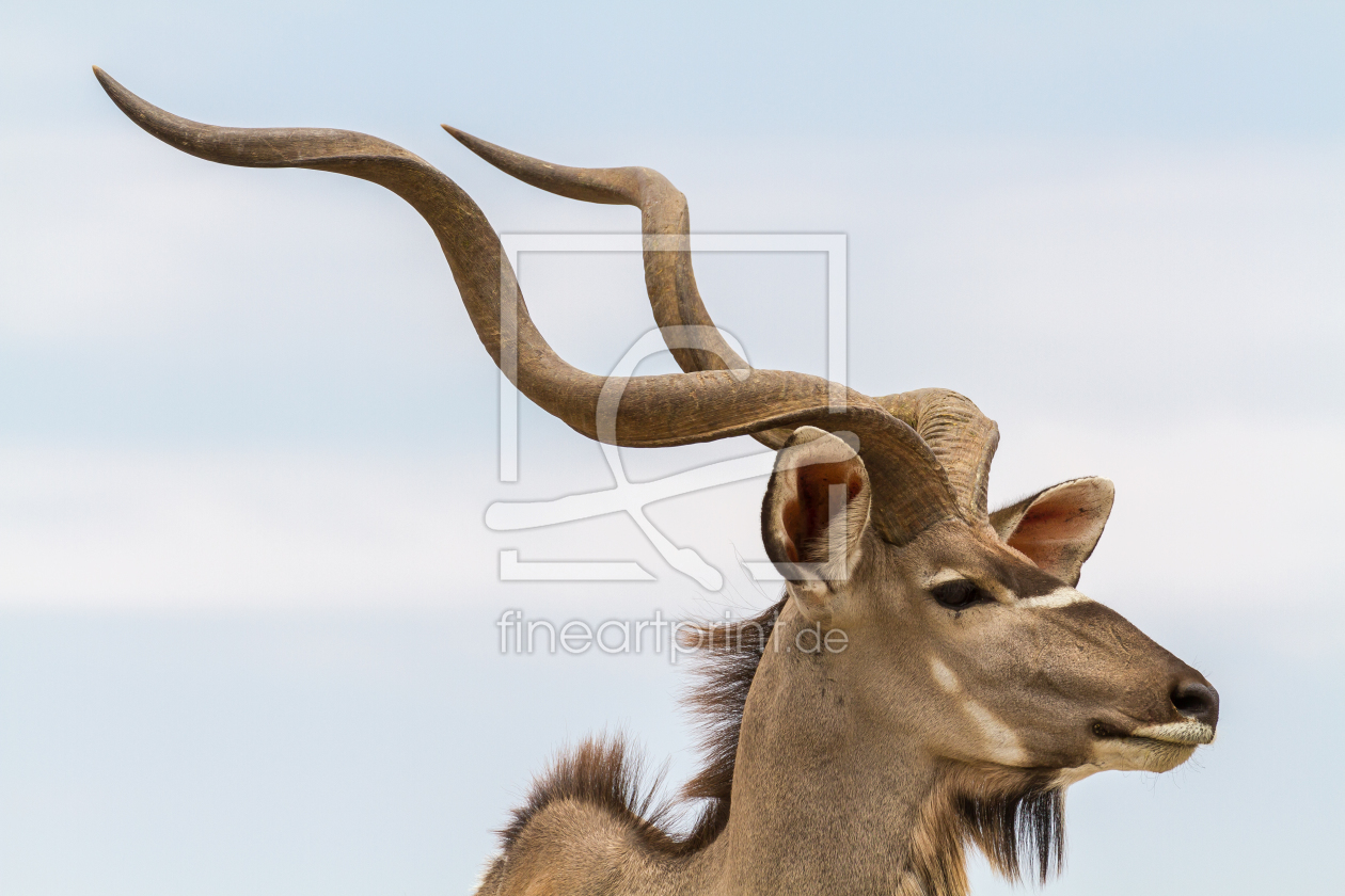 Bild-Nr.: 11939464 Kudu Antilope erstellt von mrueede