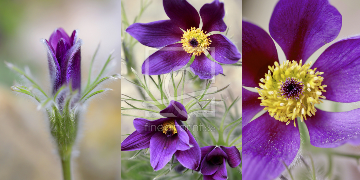 Bild-Nr.: 11940263 Floratrippel 01 Bild-Nr.: 11940263 Floratrippel 01 erstellt von Henry