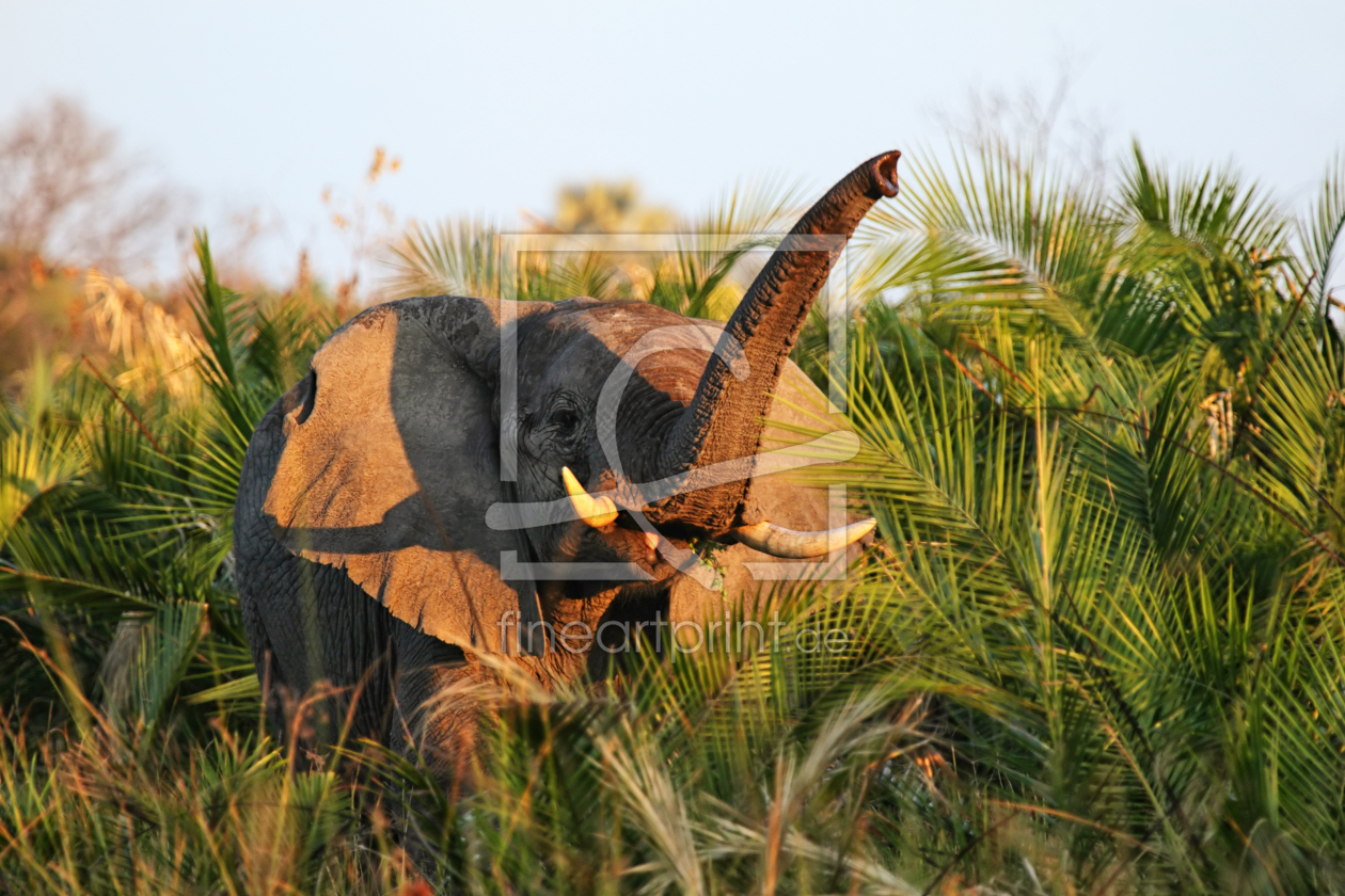 Bild-Nr.: 11940469 Elefant im Okavango Delta erstellt von DirkR