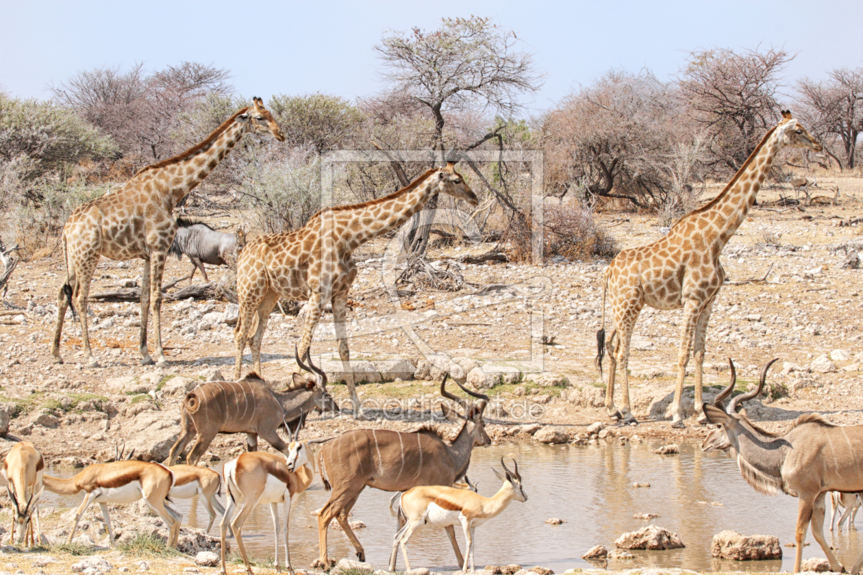 Bild-Nr.: 11940471 Wasserloch im Etosha Nationalpark erstellt von DirkR
