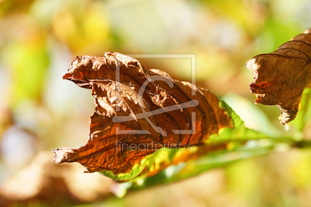 Bild-Nr.: 11940610 Leaves erstellt von youhaveadream