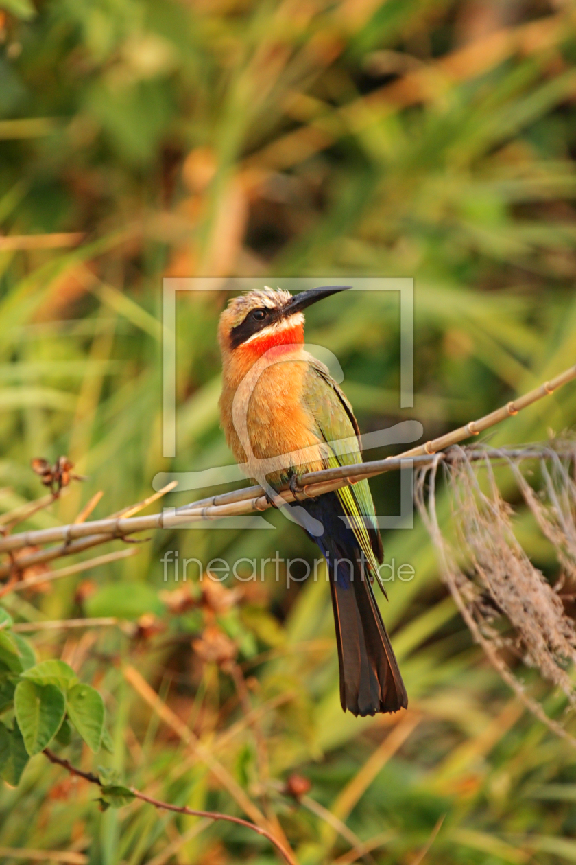 Bild-Nr.: 11940688 Weißstirnbienenfresser im Okavango Delta Bild-Nr.: 11940688 Weißstirnbienenfresser im Okavango Delta erstellt von DirkR