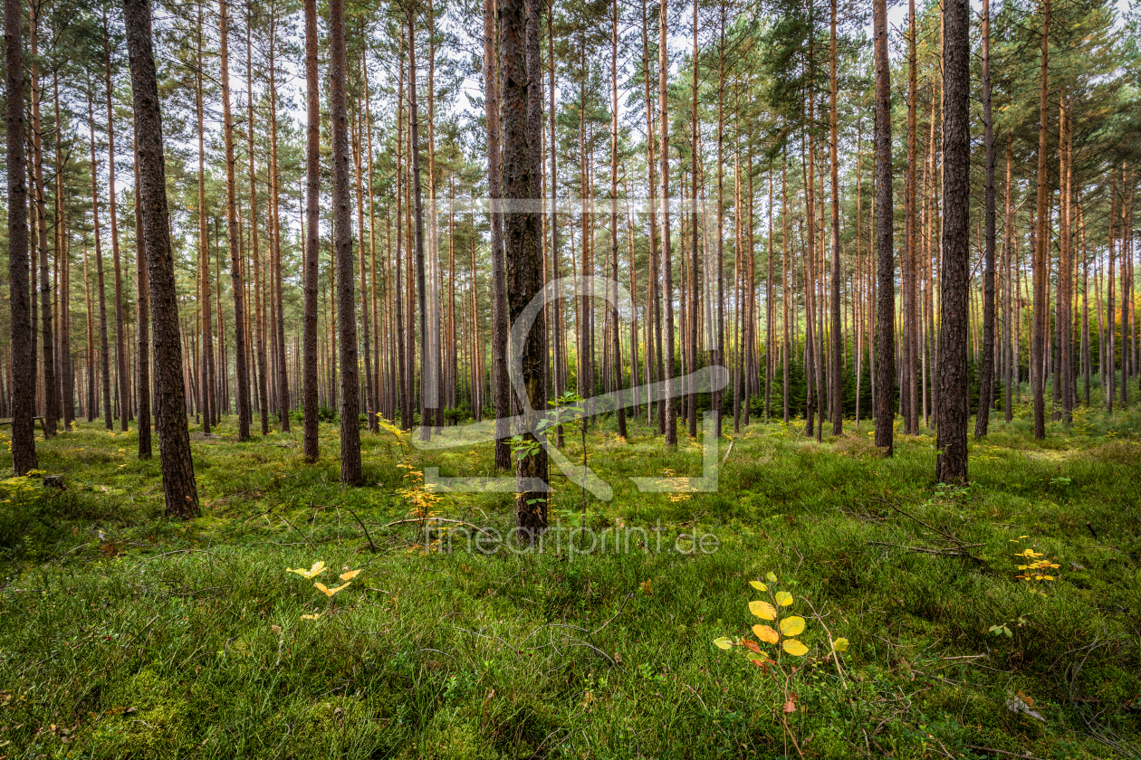 Bild-Nr.: 11941033 Fränkischer Wald erstellt von TomKli