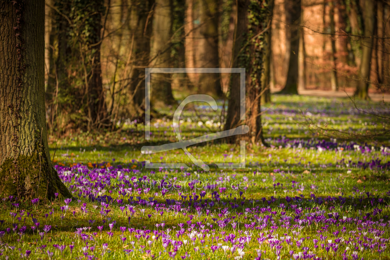 Bild-Nr.: 11941044 Frühlingspark erstellt von TomKli