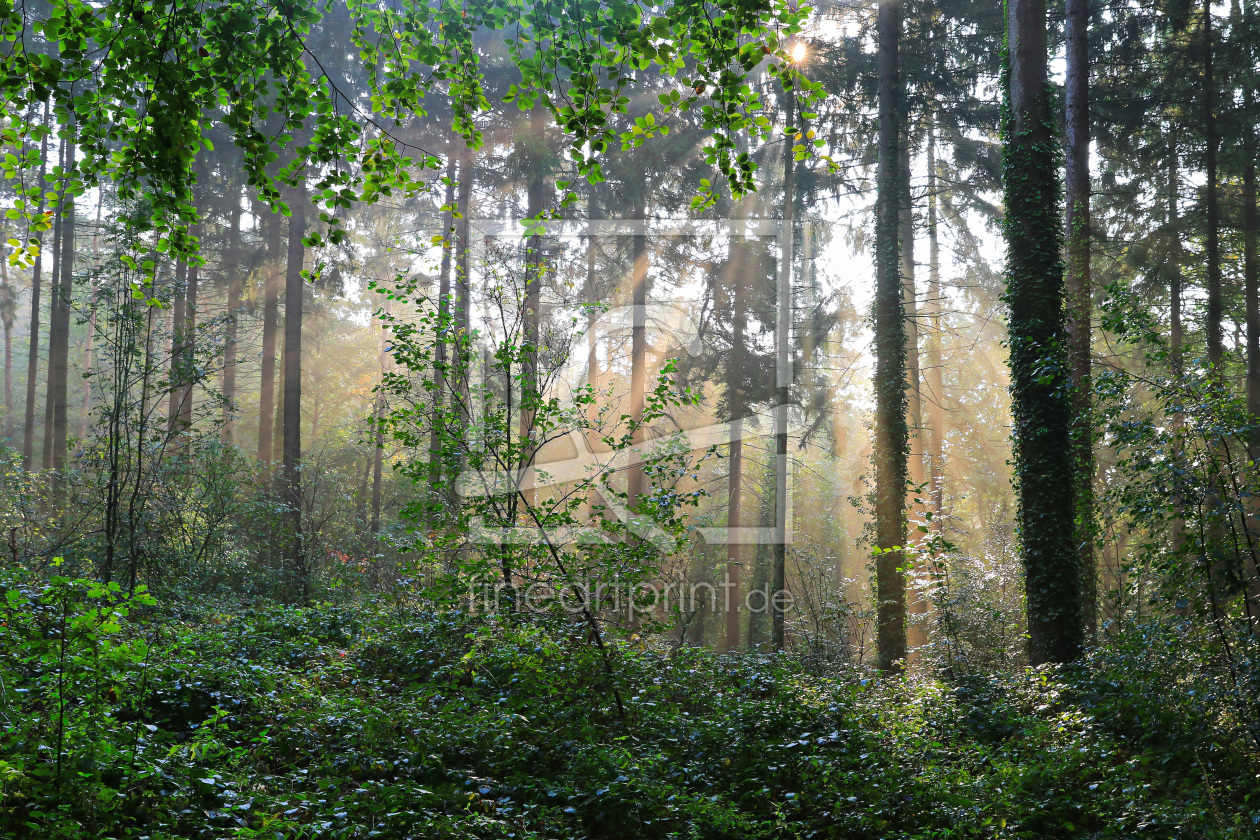 Bild-Nr.: 11941250 Der Wald im schönen Licht erstellt von falconer59