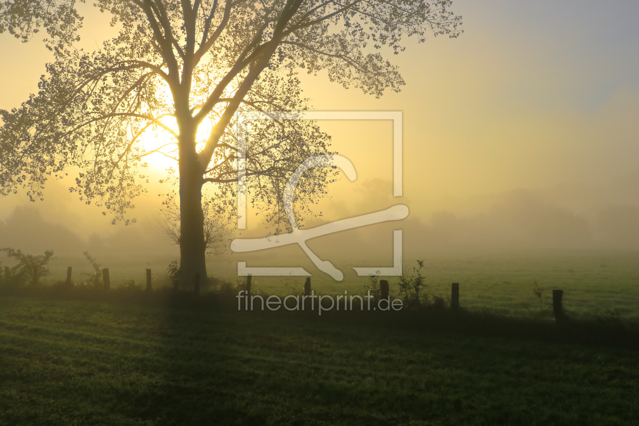 Bild-Nr.: 11941670 Nebeliger Herbstmorgen erstellt von falconer59