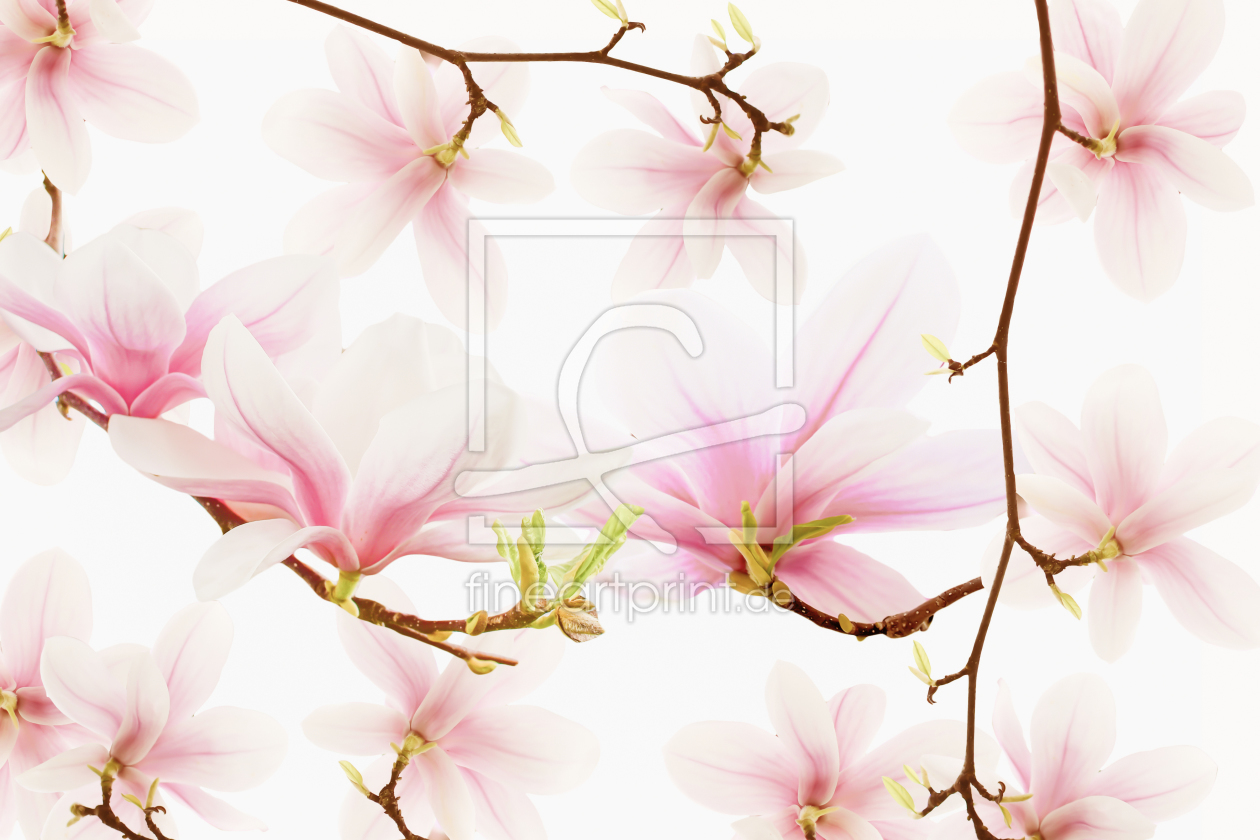 Bild-Nr.: 11941763 Magnolie Blumen- Traum 2 Bild-Nr.: 11941763 Magnolie Blumen- Traum 2 erstellt von KundenNr-324229