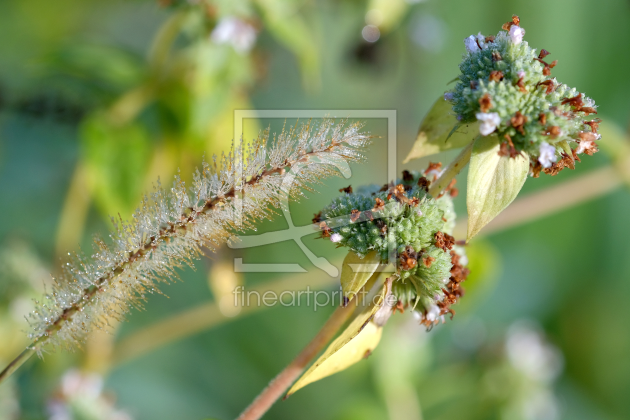 Bild-Nr.: 11943323 Die Tropfenblumen erstellt von Ostfriese